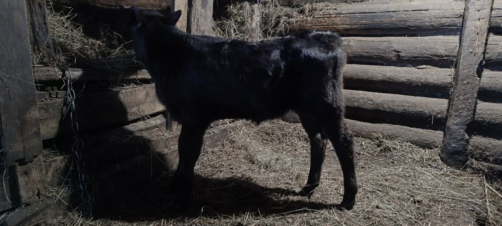 Телята, двух месячные