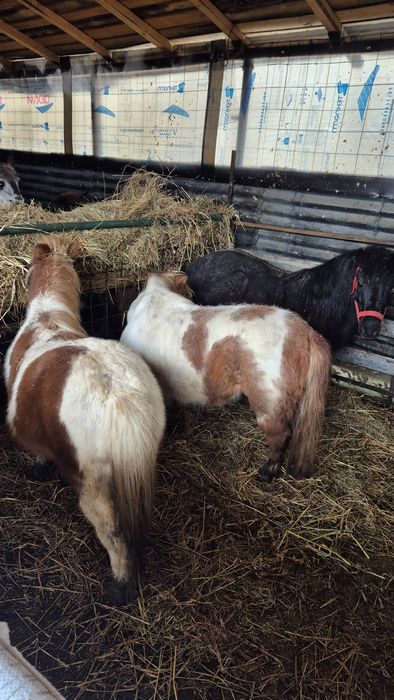 Disponibili cai si ponei pt hipoterapie echitatie si turism ecvestru