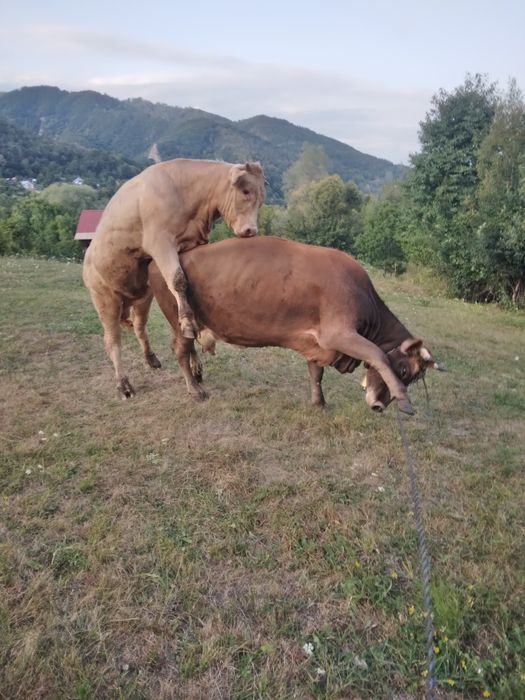 Vand vacă a doua fataura 2 vieti după ea unu pus suge împreună este gonita preț 1600 lei  pentru mai multe detalii sunați la nr de telefon 0762405118