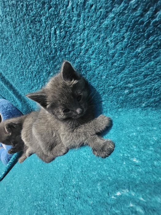 Отдам котят бесплатно