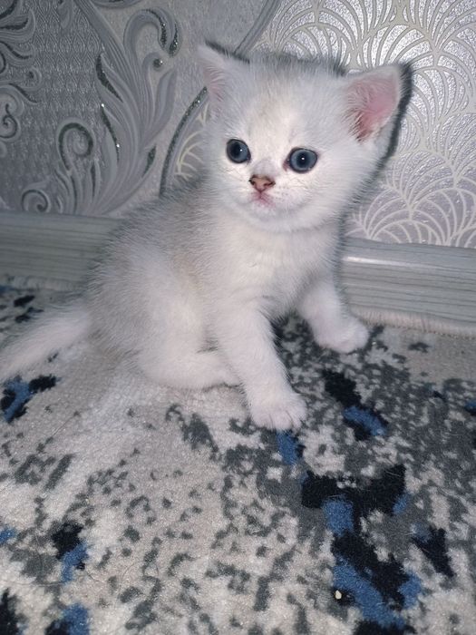 Британская короткошерстная кошка серебристого окраса.