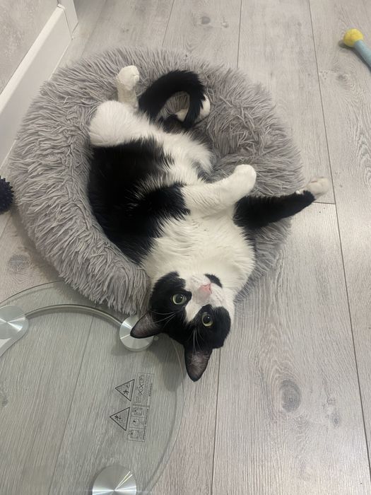 отдам кота в добрые руки!