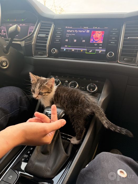отдам в добрые руки ласкового котенка