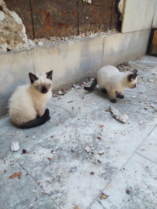 Отдам котят в хорошие руки