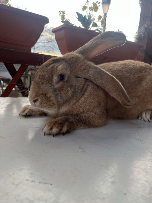 Iepuroi mascul de vanzare