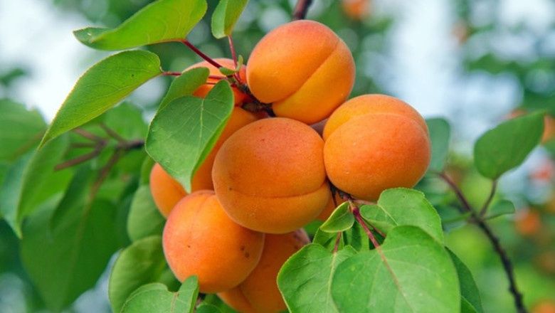 Продавам кайсии за ракия!