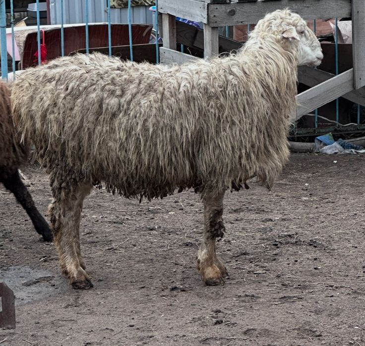 Қошқар сатылады!