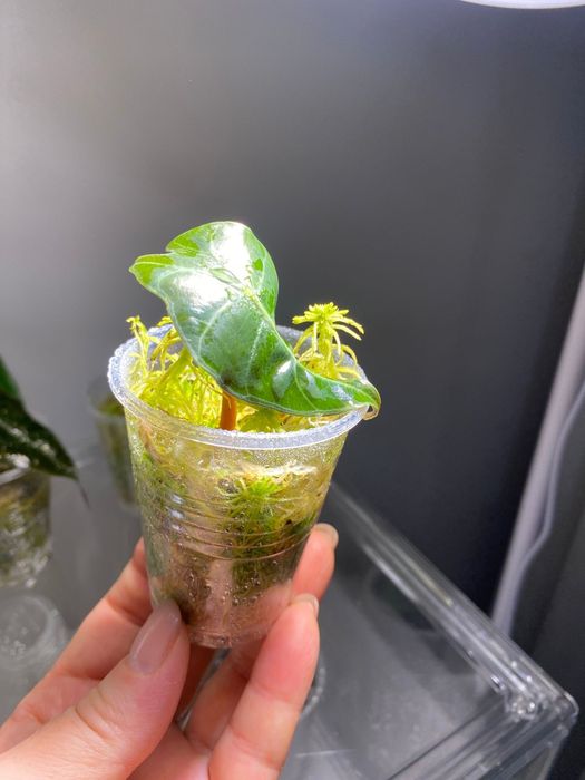 Алоказии ,комнатные цветы