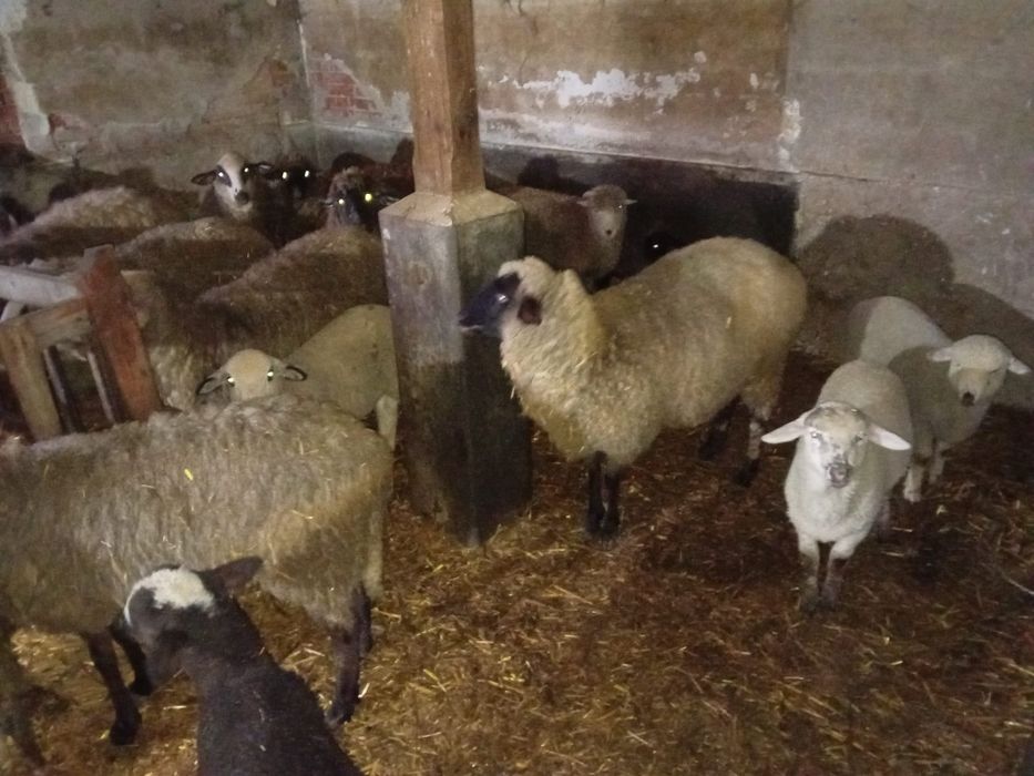 Oi cu miei de vânzare – 10 oi, 10 miei + 2 berbeci