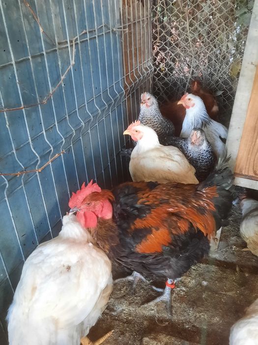 Vand cocoși de casa
