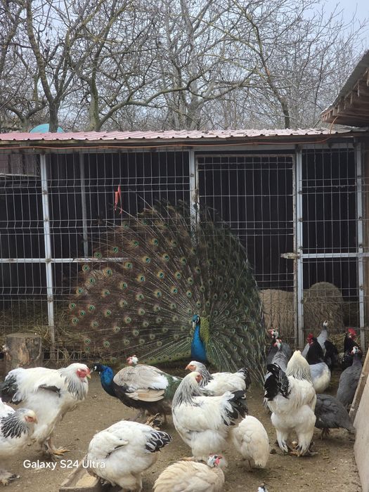 Paun umar negru de vanzare