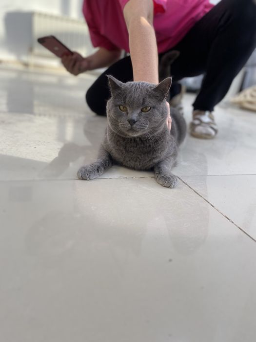 Отдаем кота