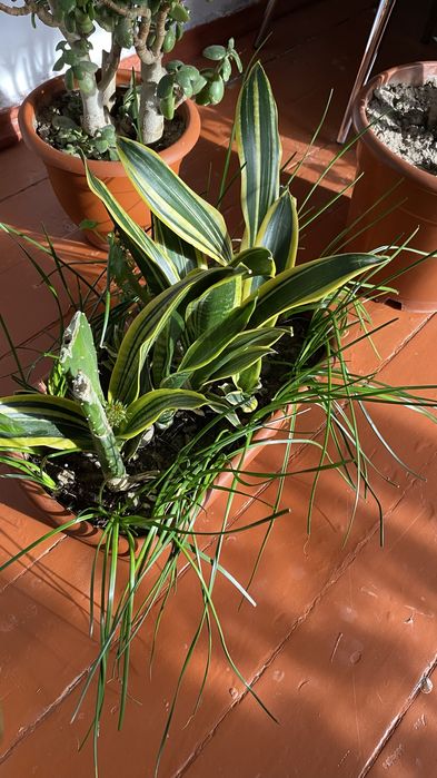 Комнатные растения