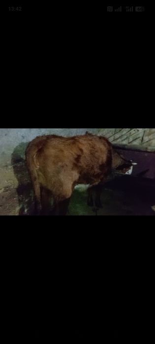 Продаю две коровы с одним отелом.