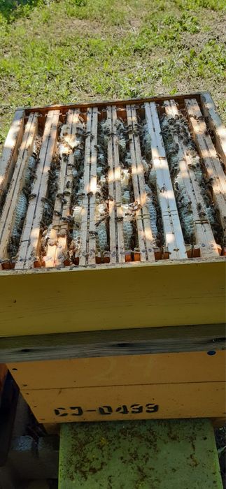 Vând 10 familii de albine