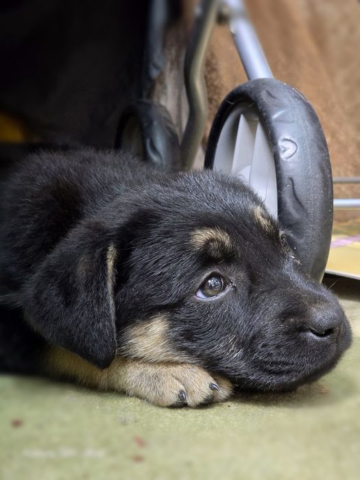 Девочка ищет дом