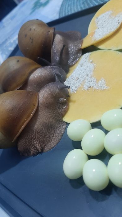 УЛИТКИ, мегалабулимус, Архахатина маргинатаОвум