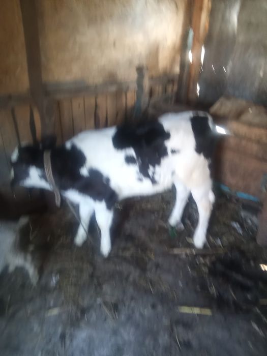 Vand vaca de doi viteji