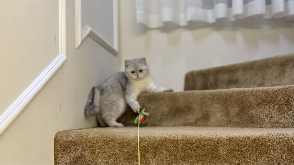 Британская короткошерсная девочка