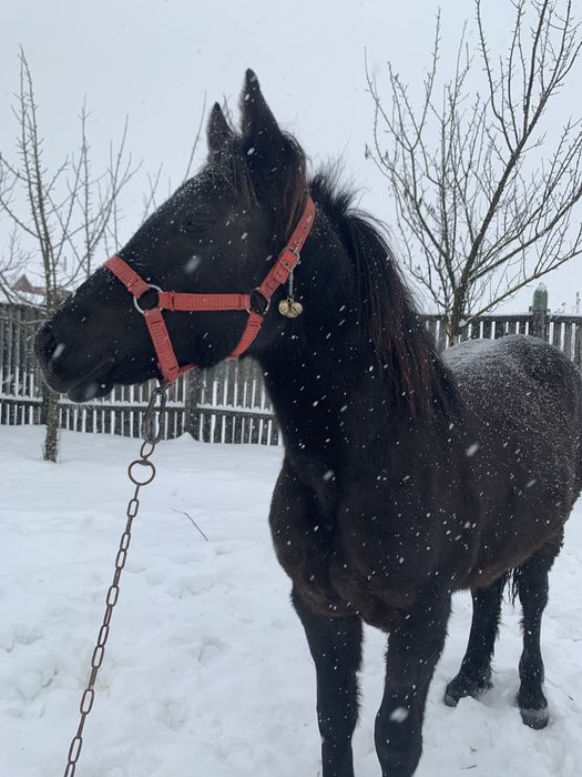 Schimb sau vand manza