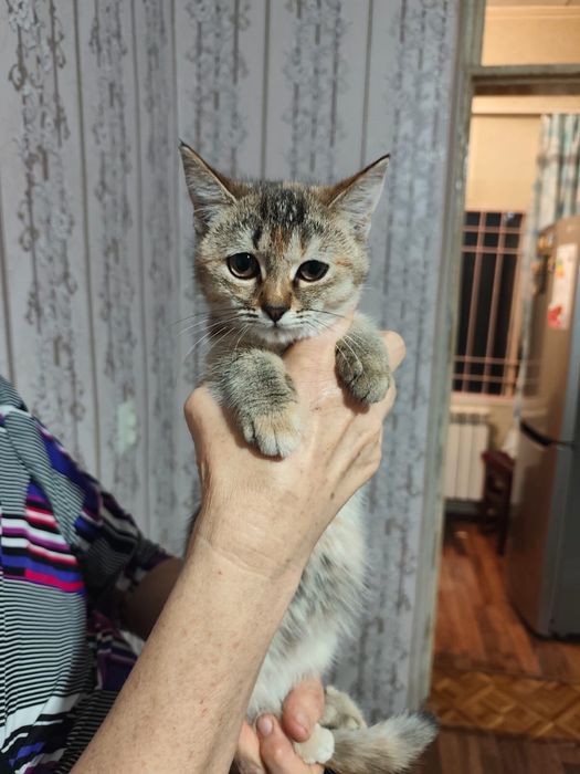 Отдам котенка в добрые руки