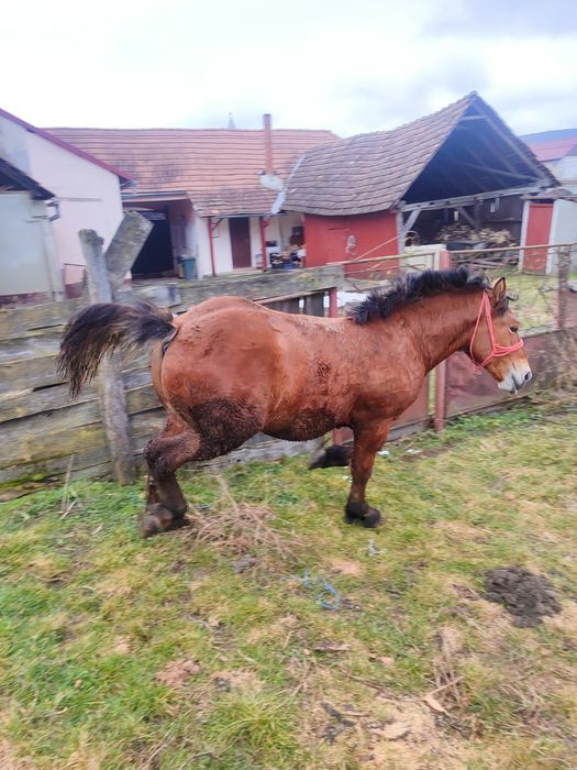 Vând mânz  cuminte