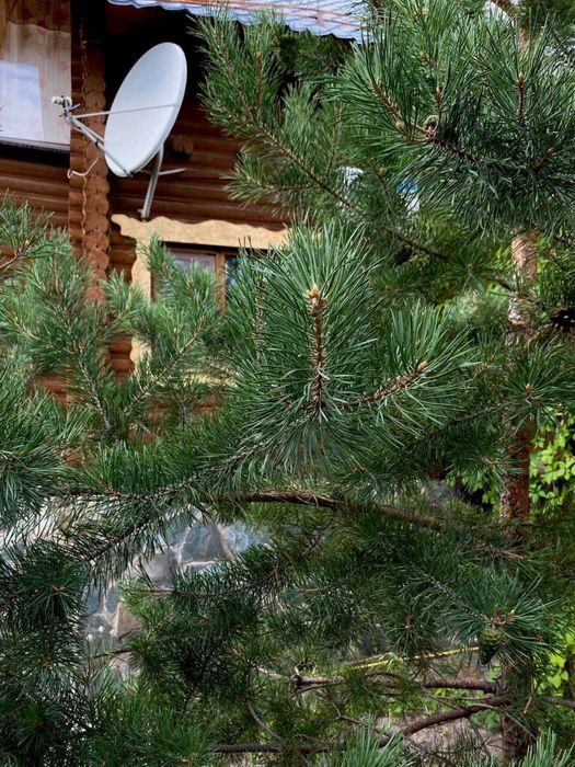 Продаем дачу база отдыха Эдельвейс