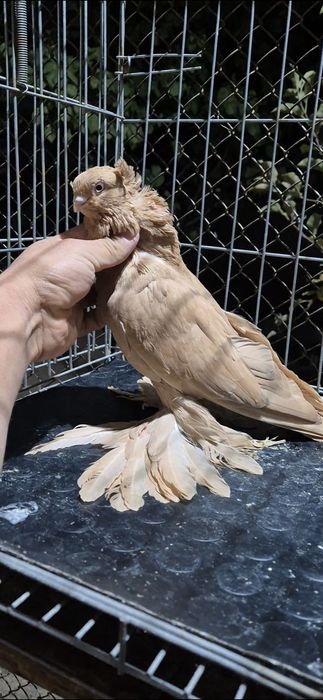 Белый жолтый красный