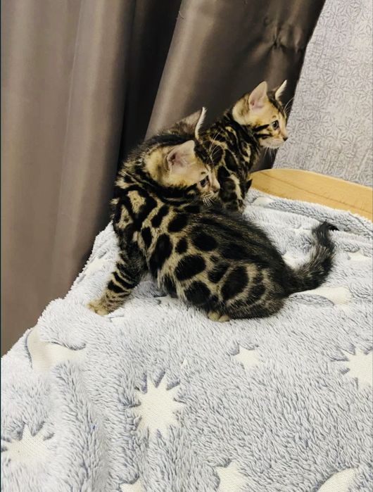 Чистокровные бенгальские малыши!!!