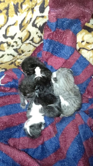 Sos Sos Sos Котята ,Британцы