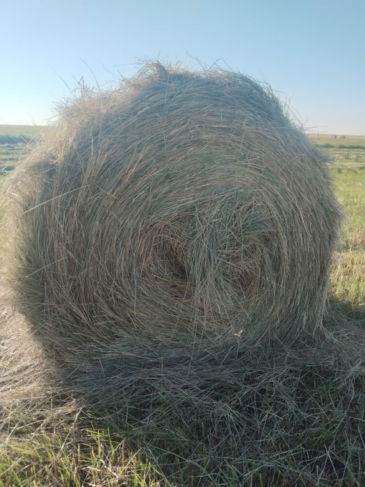 Продам сено , лиман
