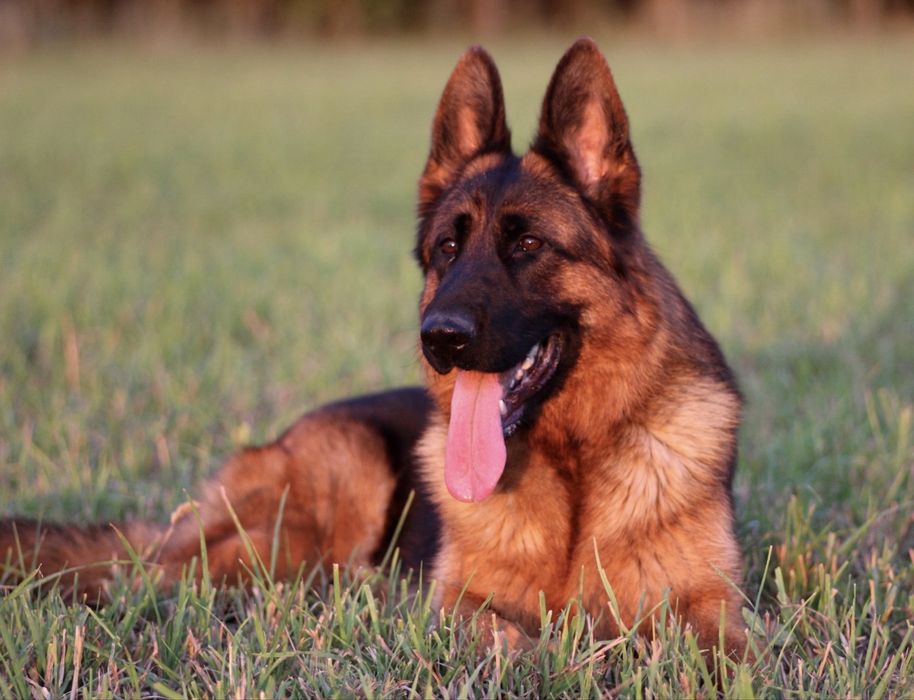 Pui ciobanesc german cu par scurt de inalta calitate