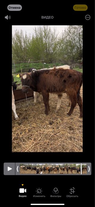 Продаю бычков 6 7 месяцев возраст