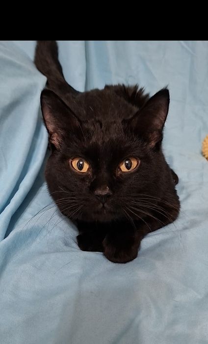 Милый добрый котик Басик в добрые руки!