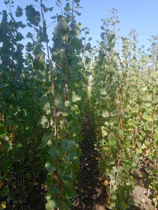 Терак кочат Terak kòchat