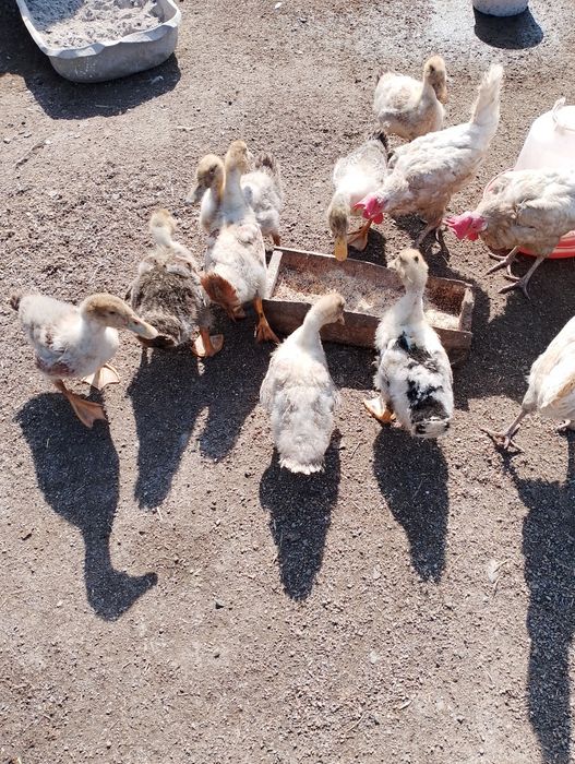 Домашние утята...