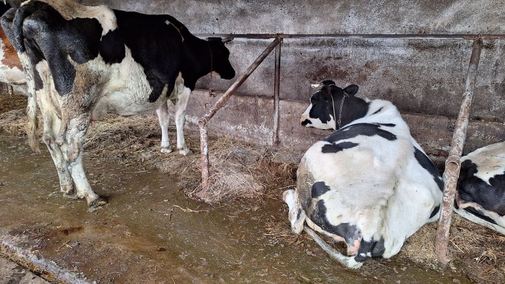 Vand vaci fatate si gestante