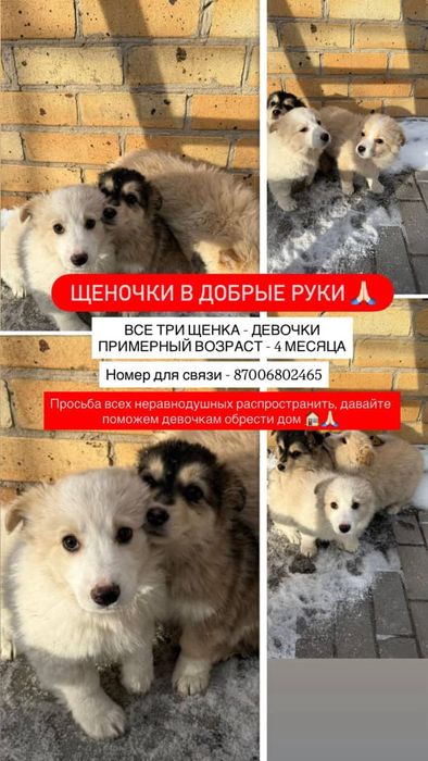 Щенки ищут дом..