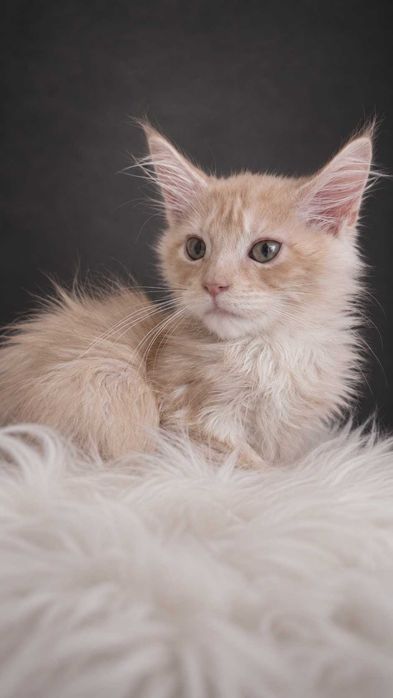ICECREAM – Maine Coon Cream Smoke | Aproape roz în lumină | www.lynxrunecode.com