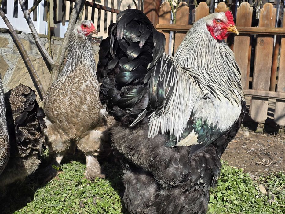 Продавам разплодни яйца от Сребърна Брама [Dark Brahma]