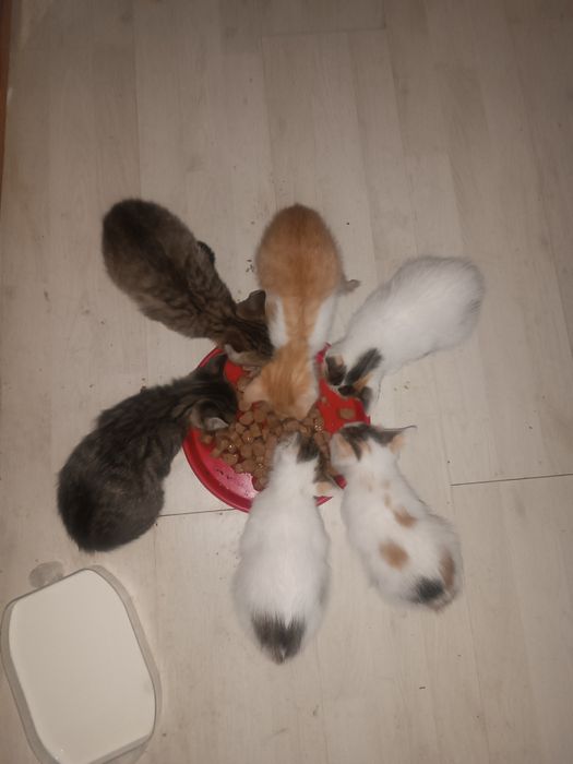 Pui de pisica pentru adoptie