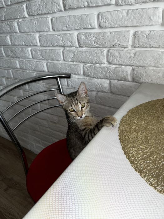 Кошечка Пушок, девочка