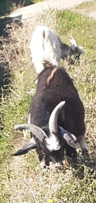 Vănd 2 tapi negru si alb