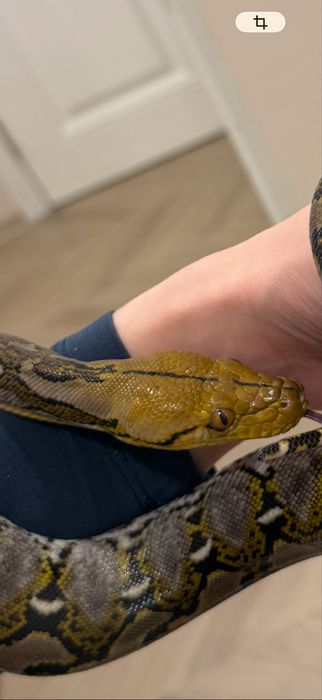 Сетчатый питон самка