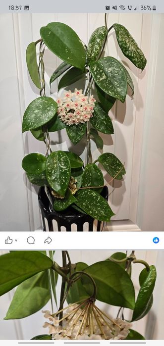 Hoya Dasyantha Splash,