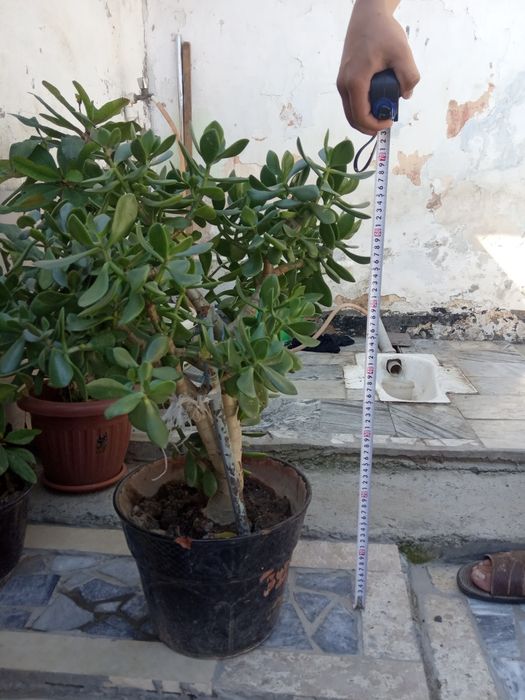 Цветы офисные, домашние