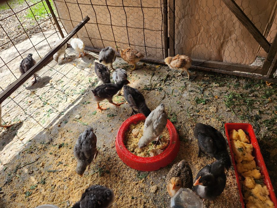 Pui Australorp dar și alte rase de ouă de 2-3 zile sauai mari