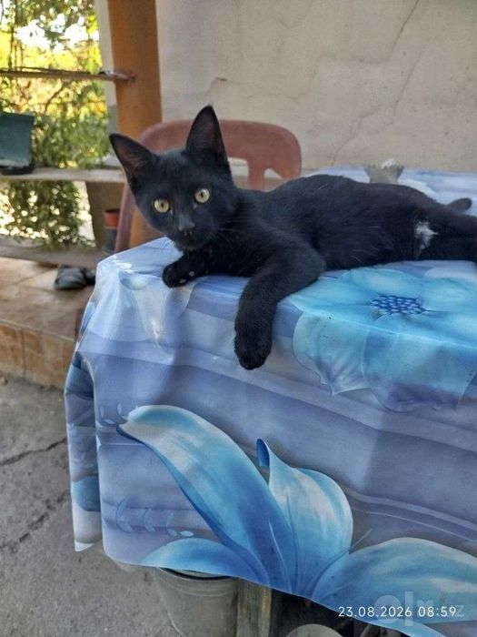 Последний шанс котятам обрести дом и семью