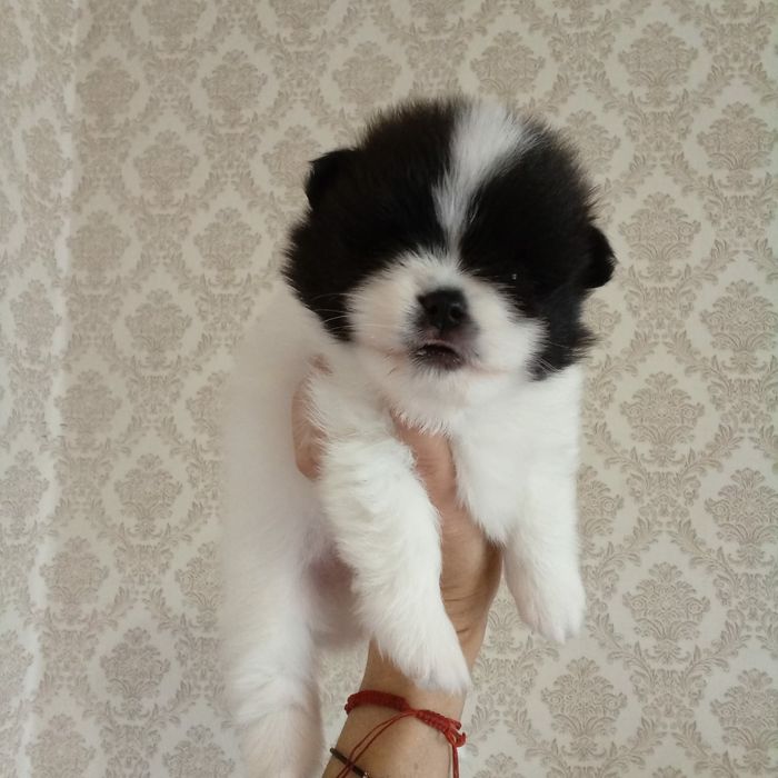 Продам щенков шпица, рассрочка каспи