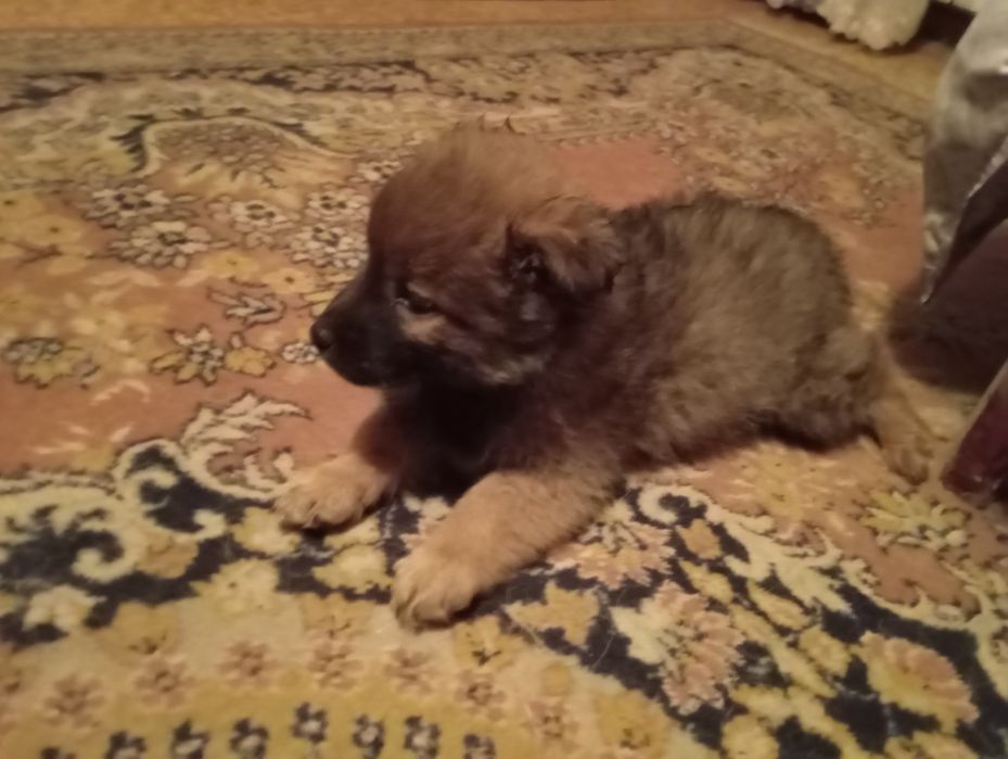 Месячный щенок девочка